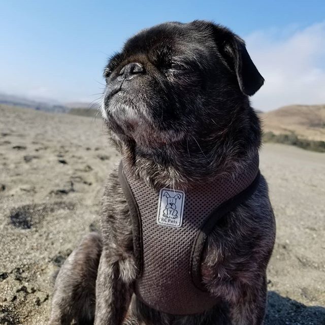 Ella, VP of Doggone Everything